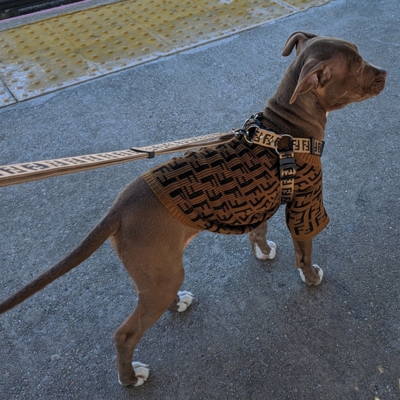 Fendi FF Luxuy Designer Dog Pet Harness and Leash set S/M fendi NWOT - Picture 2 of 6